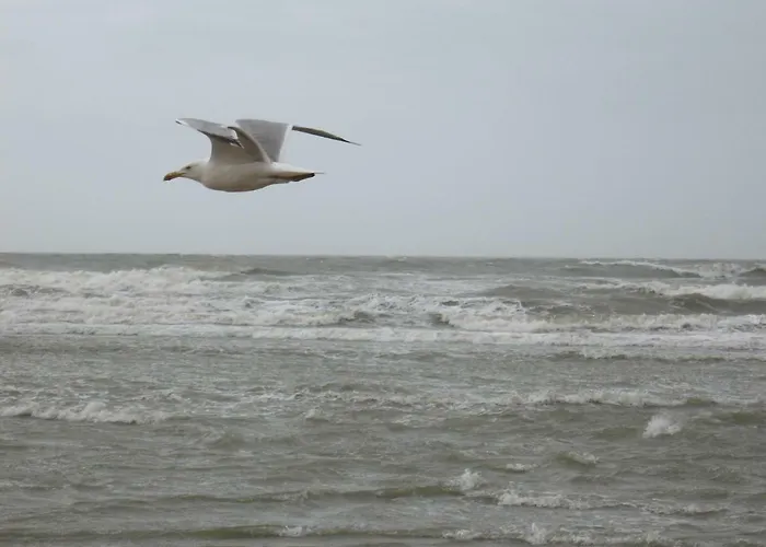 Appartement Sur La Digue - De Haan - Le Coq - Silver Beach D2 Lägenhet *